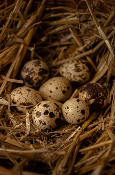 Œufs Caille Dans Nid Foin Paniers Osier Produits Agricoles Faits — Photo