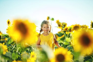 Ayçiçeği tarlasında bir çocuk. 