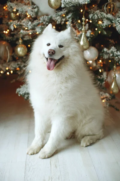 Cane per Natale. Decorazione festiva. — Foto Stock