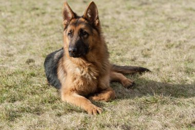 Parkta çim üzerinde oturan Alman çoban köpek