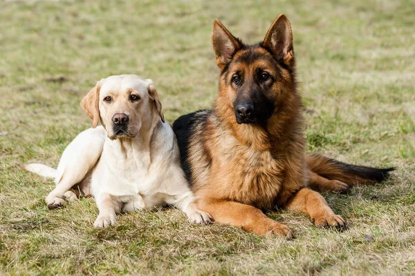 Két Barát Németjuhász Labrador Vizsla Ült Egy Zöld Gyep Parkban — Stock Fotó