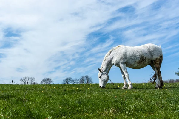 Vit häst på ängen — Stockfoto