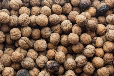 Doğal ceviz arka plan desen doku. Doğal gıda deniz hayvanı kabuğu içinde Fındık ceviz desen zemin.