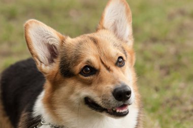 Sevimli köpek portre yeşil arka plana sahip