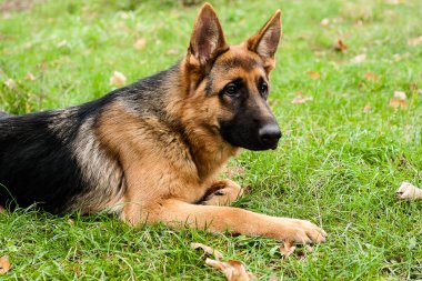 Parkta çim üzerinde oturan Alman çoban köpek