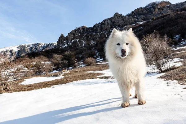 サモエド犬高山の喜びに満ちて — ストック写真