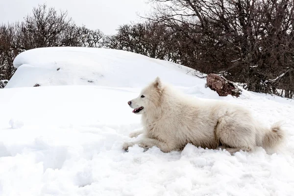 Samojeed Hond Vol Van Blijheid Hoge Bergen — Stockfoto