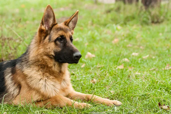 Parkta çim üzerinde oturan Alman çoban köpek