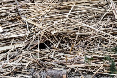 Bir yığın ahşap yongaları