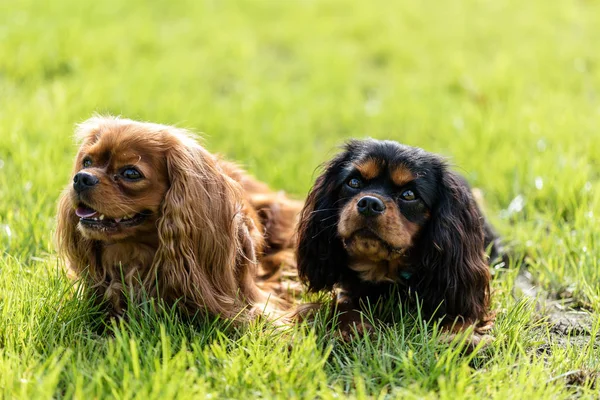 Cavaleiro Rei Charles Spaniel dois cães — Fotografia de Stock