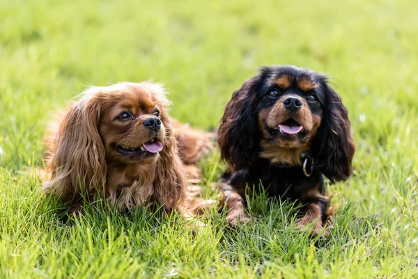 Cavaleiro Rei Charles Spaniel dois cães — Fotografia de Stock