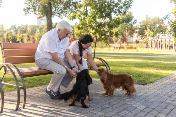 Šťastný starší pár si hraje se svými psy. — Stock fotografie