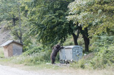 Çöp kutusuna bakan kahverengi ayı