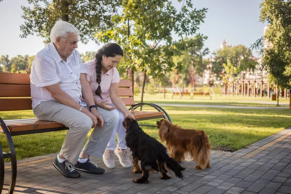 Šťastný starší pár si hraje se svými psy. — Stock fotografie