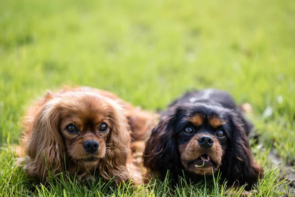 Cavalier King Charles Španělel dva psi — Stock fotografie