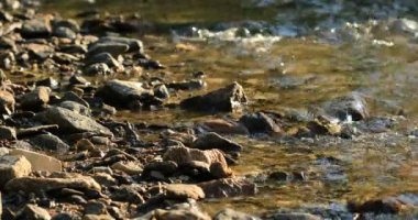 Dağlardaki kaya ve taştan güç akan su akıntısının yakın çekim. Saf tatlı su. Su gücü. Ortam. 