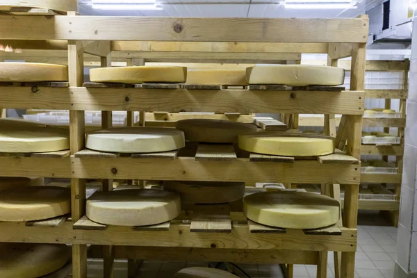 Shelves with cheese at a cheese modern dairy manufactory. — Stock Photo, Image