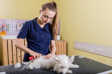 Kadın kuaför kuaförde çalışıyor, kuaförde saç kesimi yapıyor..