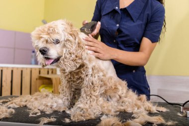 Kadın kuaför kuaförde çalışıyor, kuaförde saç kesimi yapıyor..