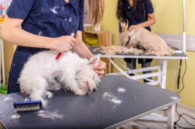 Kadın kuaför kuaförde çalışıyor, kuaförde saç kesimi yapıyor..