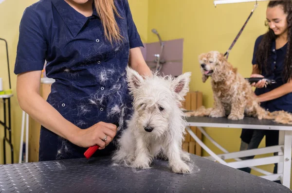 Vrouw Bruidegom Werken Salon Het Maken Van Kapsel Bij Huisdier — Stockfoto