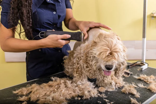 Vrouw Bruidegom Werken Salon Het Maken Van Kapsel Bij Huisdier — Stockfoto