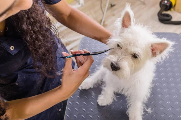 Vrouw Bruidegom Werken Salon Het Maken Van Kapsel Bij Huisdier — Stockfoto