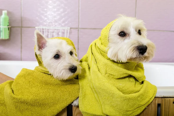 Dois Cães Engraçados Lavar Salão Groomer — Fotografia de Stock