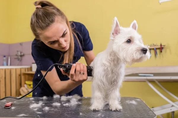 Ženský Čeledín Pracující Salonu Dělat Sestřih Domácím Salonu — Stock fotografie