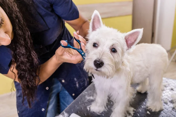 在美容院工作的女性美容师 在宠物店理发 — 图库照片