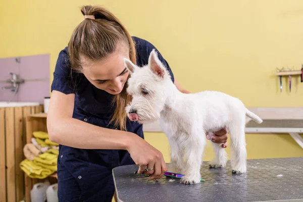 Vrouw Bruidegom Werken Salon Het Maken Van Kapsel Bij Huisdier — Stockfoto