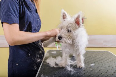 Kadın kuaför kuaförde çalışıyor, kuaförde saç kesimi yapıyor..