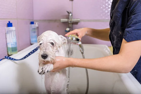 Vrouw Bruidegom Werken Salon Het Maken Van Kapsel Bij Huisdier — Stockfoto