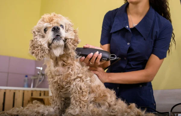 Mulher Groomer Trabalhando Salão Beleza Fazendo Corte Cabelo Salão Pet — Fotografia de Stock