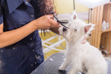 Kadın kuaför kuaförde çalışıyor, kuaförde saç kesimi yapıyor..