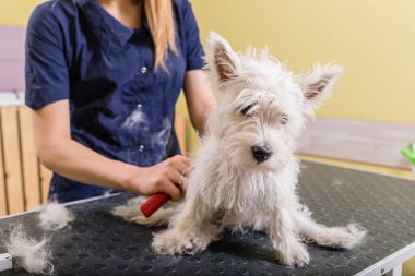 Kadın kuaför kuaförde çalışıyor, kuaförde saç kesimi yapıyor..