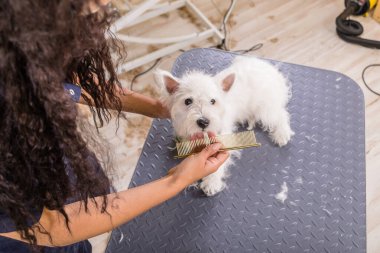 Kadın kuaför kuaförde çalışıyor, kuaförde saç kesimi yapıyor..