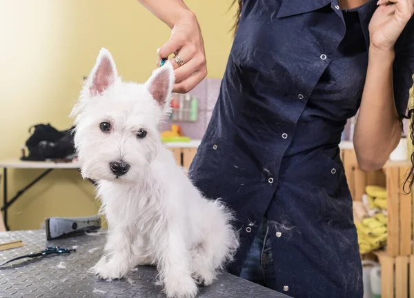 在美容院工作的女性美容师 在宠物店理发 — 图库照片