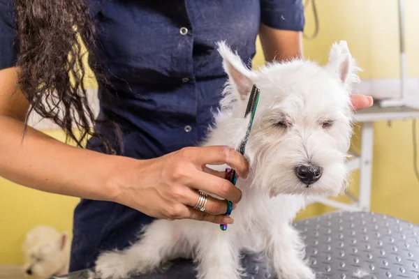 Mulher Groomer Trabalhando Salão Beleza Fazendo Corte Cabelo Salão Pet — Fotografia de Stock