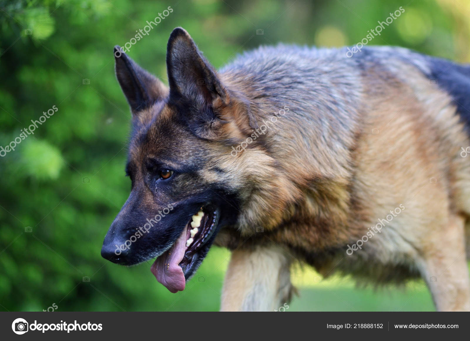 Marche Belle Jeune Brune Berger Allemand Chien Close Chien
