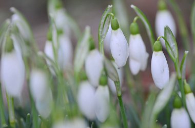 Kardelen alan. Galanthus nivalis. Kardelen bahar çiçekleri. Kış sonu ve ilkbahar başında ilk çiçek