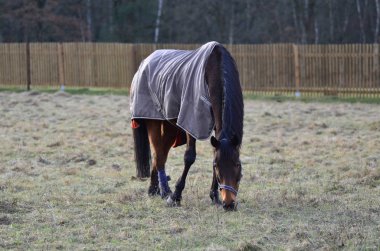 At battaniye yeme çimenlerin üzerinde kış alanında ile kahverengi at. 