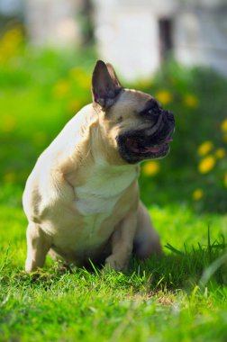 Otların arasında oturan bir Fransız buldozer portresi kapatın