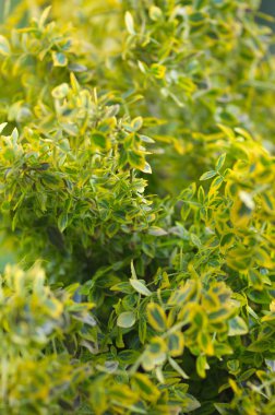 Alan yeşil yapraklar, bahar Tema