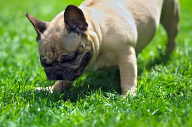 Bir Fransız Bulldog 'unun yakın portresi