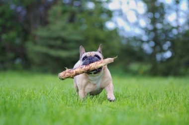 Ağzına sopa ile çalışan bir Fransız buldozer portresi kapatın