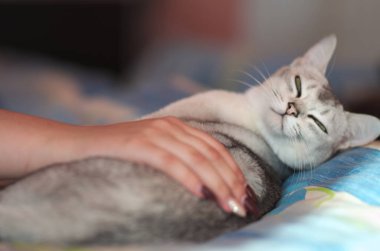 Okşayarak bir kedi, portre Burmilla kedi kadın