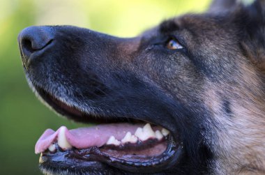 Güzel genç kahverengi Alman çoban köpek yakın up portre. Alsatian kurt köpek ya da yeşil çim zemin üzerine Alman çoban köpek