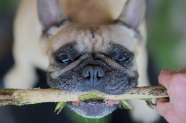 Saldırgan köpek, bir sopa üzerinde çekerek yakın bir Fransız buldozer portresi