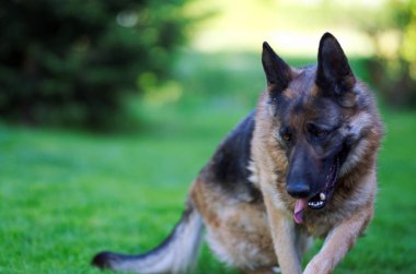 Güzel genç kahverengi Alman çoban köpek yakın up portre. Alsatian kurt köpek ya da yeşil çim zemin üzerine Alman çoban köpek